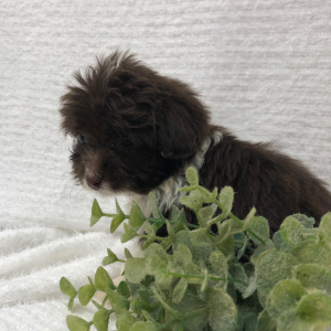 Aussiedoodle Puppy Saris