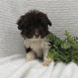 Aussiedoodle Puppy Saris