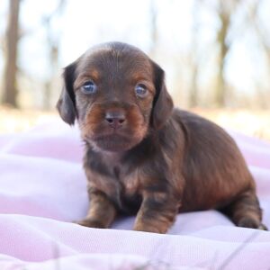 Dachshund Puppy Gremi