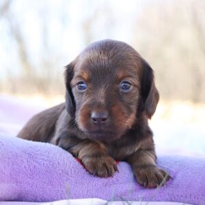Dachshund Puppy Gremi