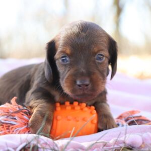 Dachshund Puppy Gremi