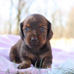 Dachshund Puppy Gremi
