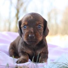 Dachshund Puppy Gremi