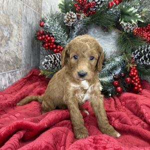 Goldendoodle Puppy Brenda