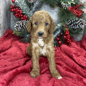 Goldendoodle Puppy Brenda