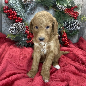 Goldendoodle Puppy Brenda