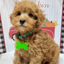 Poodle Puppy Peppy