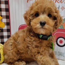 Poodle Puppy Peppy