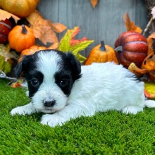 Havanese Puppy Calvin