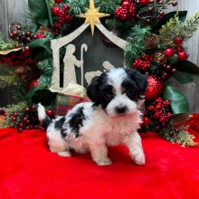 Havanese Puppy Calvin