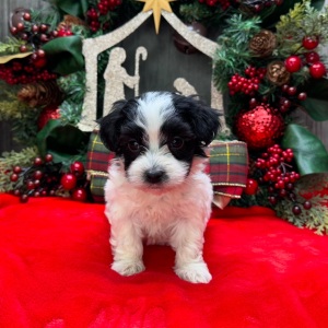 Havanese Puppy Calvin