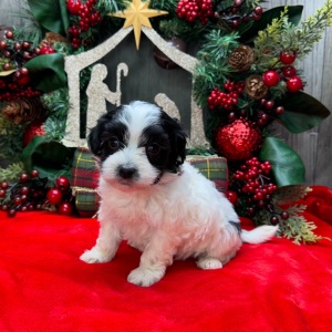 Havanese Puppy Calvin