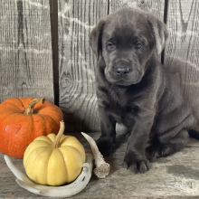 Labrador Retriever Puppy Ruger