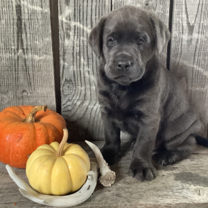 Labrador Retriever Puppy Ruger