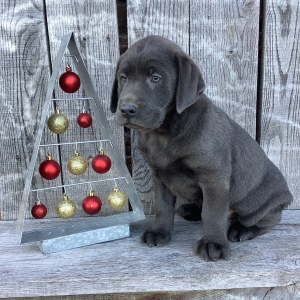 Labrador Retriever Puppy Ruger