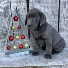 Labrador Retriever Puppy Ruger