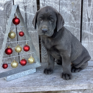 Labrador Retriever Puppy Ruger
