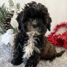 Shihpoo Puppy Douglass