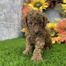 Poodle Puppy Stefan
