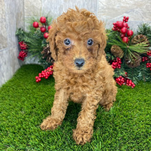 Poodle Puppy Stefan