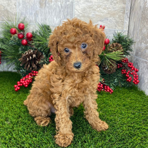 Poodle Puppy Stefan