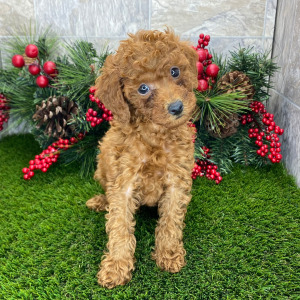 Poodle Puppy Stefan