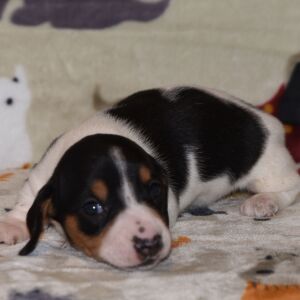 Dachshund Puppy Mandy