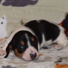 Dachshund Puppy Mandy
