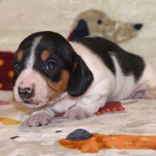 Dachshund Puppy Mandy