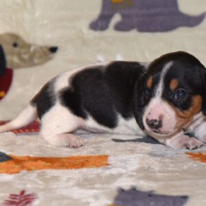 Dachshund Puppy Mandy