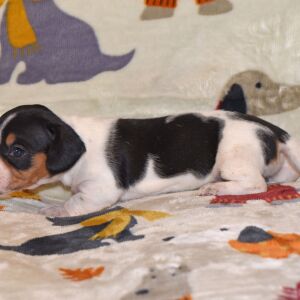 Dachshund Puppy Mandy