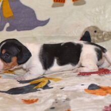 Dachshund Puppy Mandy