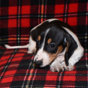 Dachshund Puppy Mandy