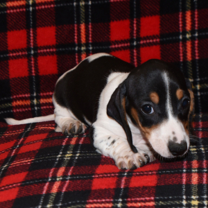 Dachshund Puppy Mandy
