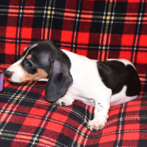 Dachshund Puppy Mandy