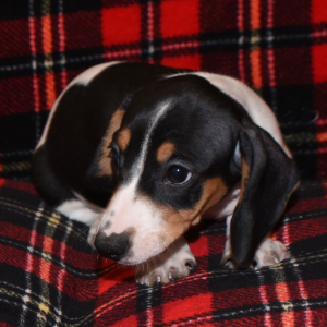 Dachshund Puppy Mandy