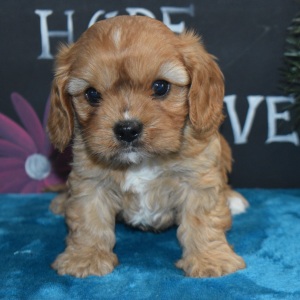 Cavapoo Puppy Lucky