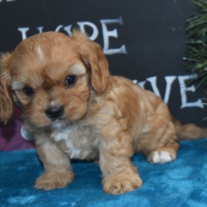 Cavapoo Puppy Lucky