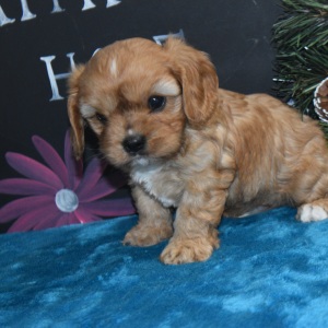 Cavapoo Puppy Lucky