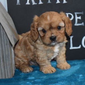 Cavapoo Puppy Lucky