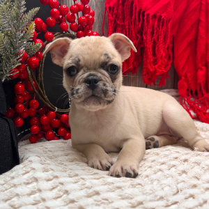 Frenchie Pug Puppy Sosha