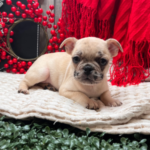 Frenchie Pug Puppy Sosha