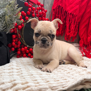 Frenchie Pug Puppy Sosha