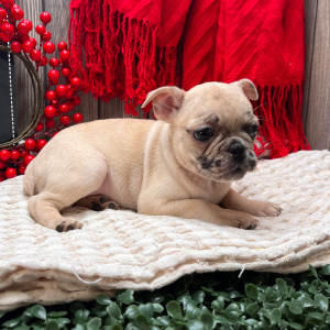 Frenchie Pug Puppy Sosha