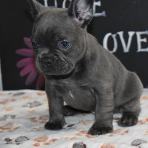 Frenchton Puppy Deisel