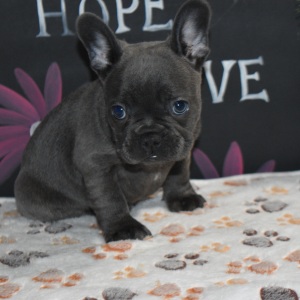 Frenchton Puppy Deisel