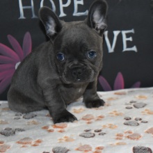 Frenchton Puppy Deisel