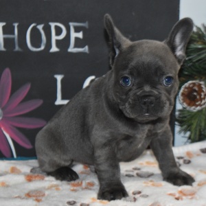 Frenchton Puppy Deisel