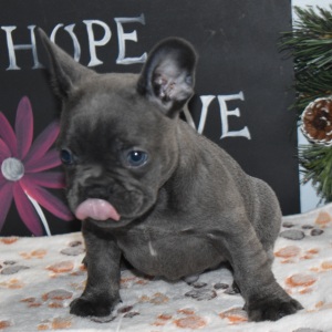 Frenchton Puppy Deisel