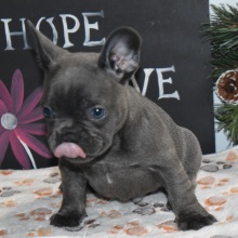 Frenchton Puppy Deisel
